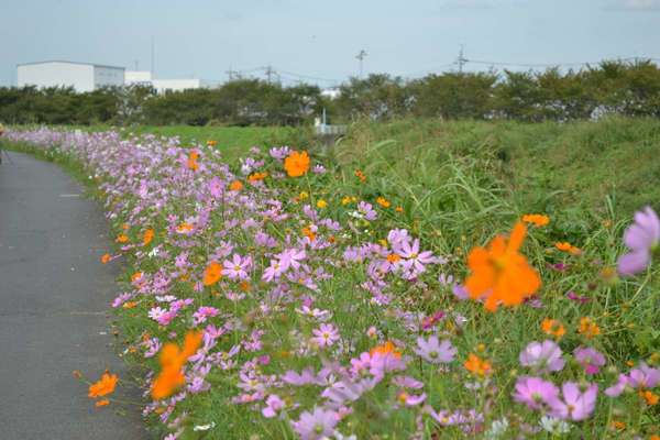 みんなの家 志木上宗岡 特徴画像